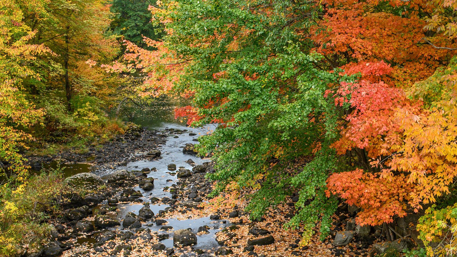 🌳 21세기의 숲과 광장 (니주잇세이키노모리토히로바) 이미지 8